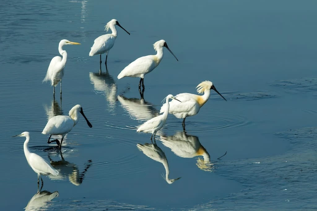 夏天養魚、冬天養鳥 黑面琵鷺友善魚塭：非保護區的保護區