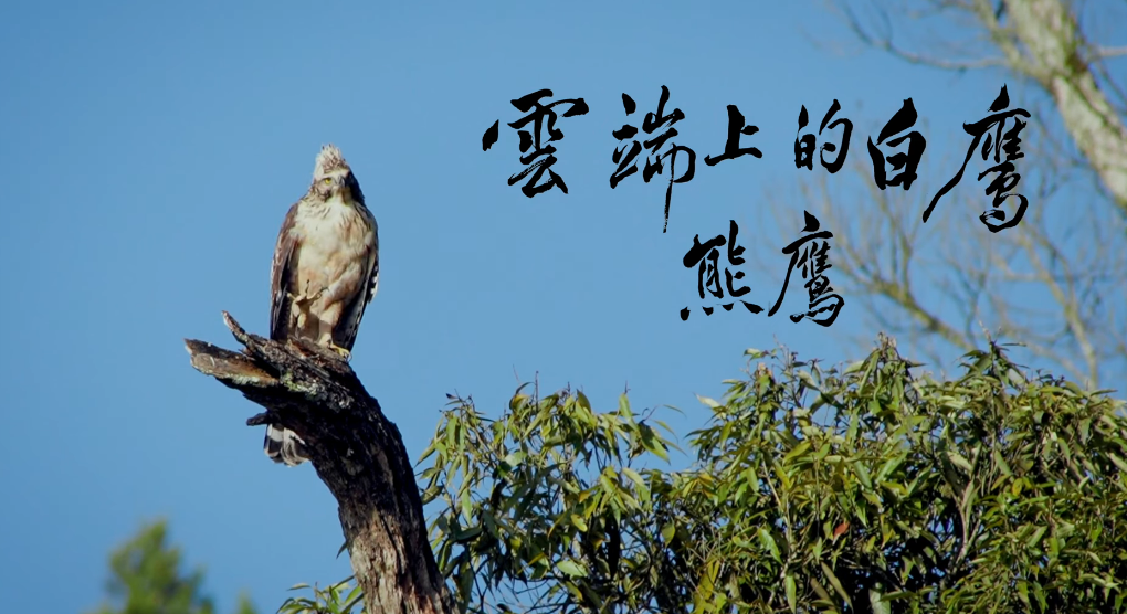 雲端上的白鷹