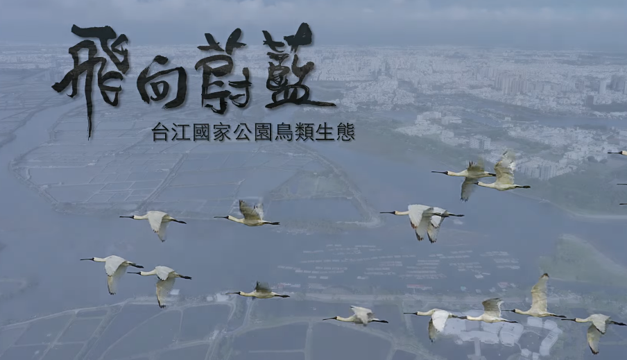 飛向蔚藍