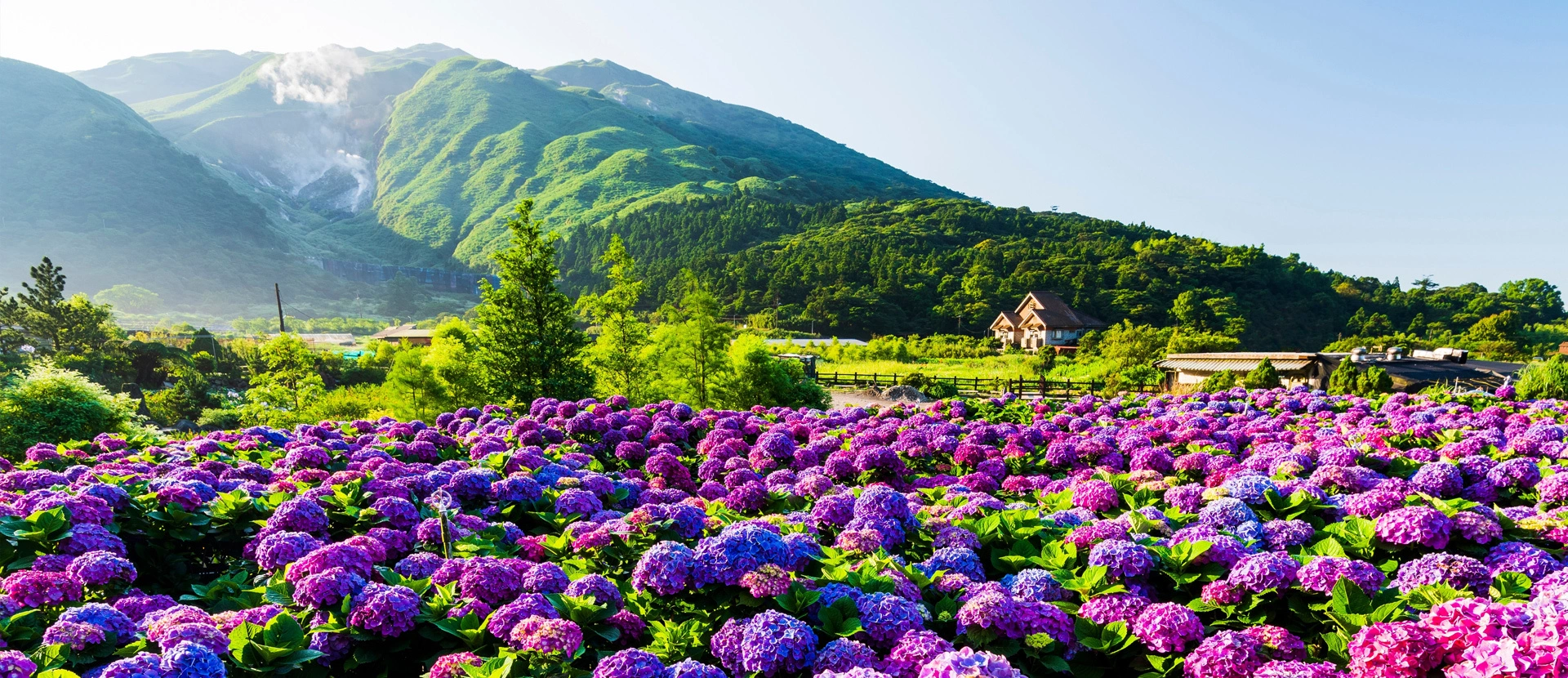 紫綾滿山・山林共舞