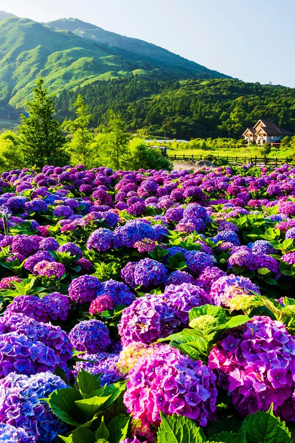 紫綾滿山・山林共舞